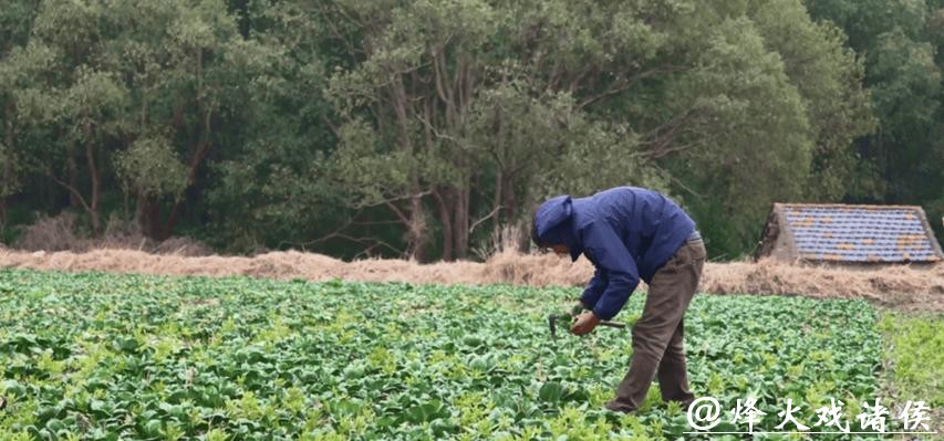 河北小伙成为青浦“种菜哥”：这里村民太热情，过年我不回老家了！